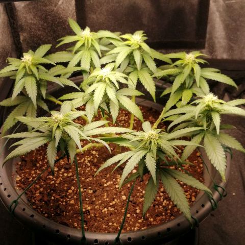 Fat Banana  growlog timeline photo