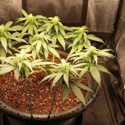 Fat Banana  growlog timeline photo