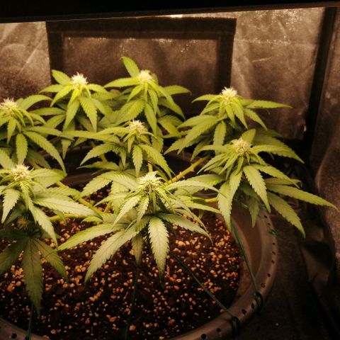 Fat Banana  growlog timeline photo