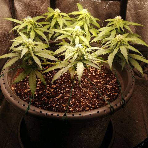 Fat Banana  growlog timeline photo
