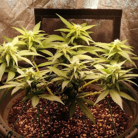 Fat Banana  growlog timeline photo