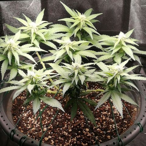 Fat Banana  growlog timeline photo