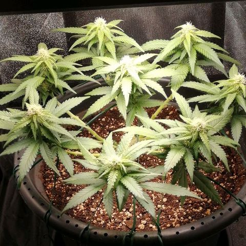 Fat Banana  growlog timeline photo