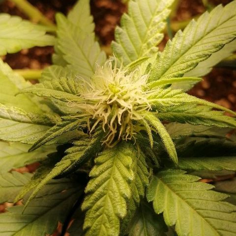 Fat Banana  growlog timeline photo