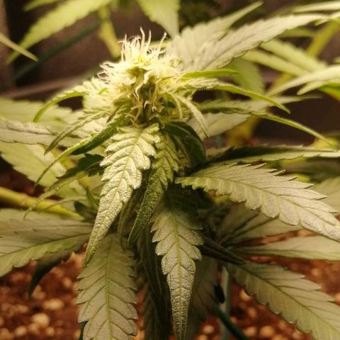 Fat Banana  growlog timeline photo