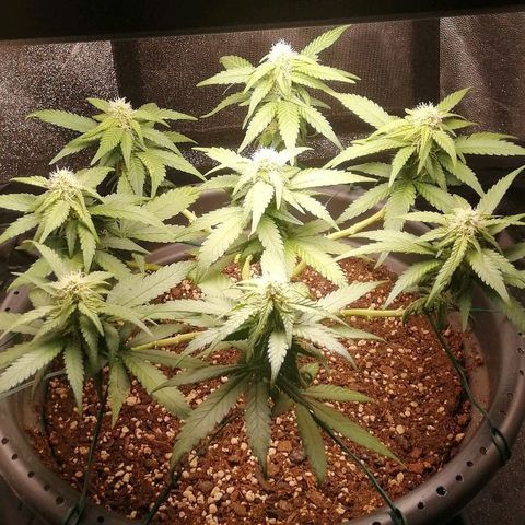 Fat Banana  growlog timeline photo