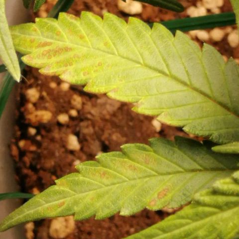 Fat Banana  growlog timeline photo