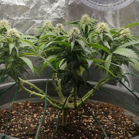 Fat Banana  growlog timeline photo