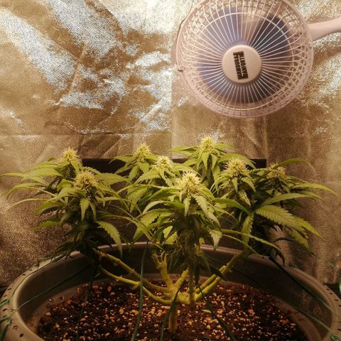 Fat Banana  growlog timeline photo