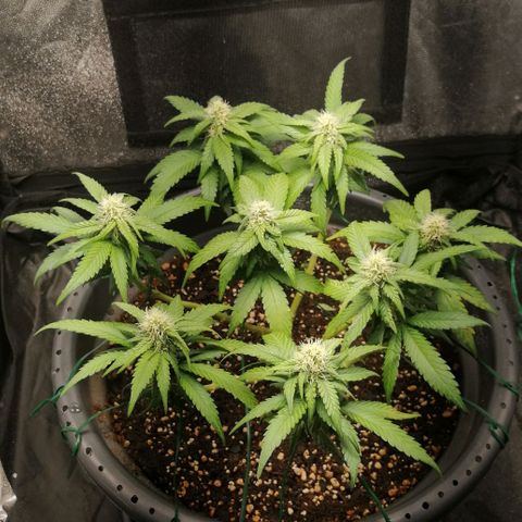 Fat Banana  growlog timeline photo