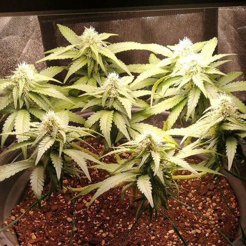 Fat Banana  growlog timeline photo