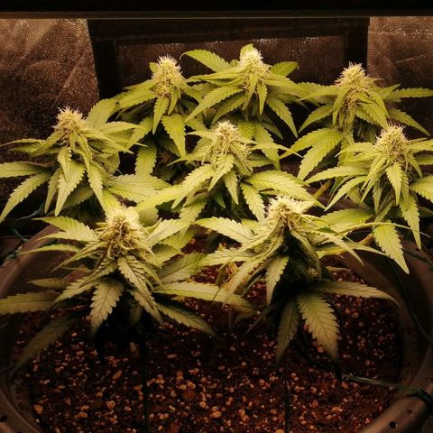 Fat Banana  growlog timeline photo
