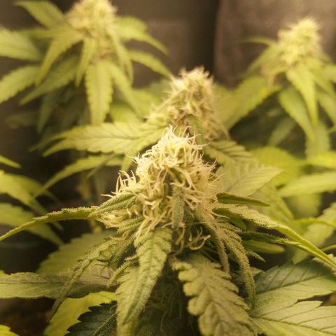 Fat Banana  growlog timeline photo