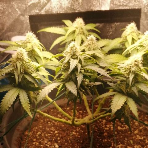 Fat Banana  growlog timeline photo