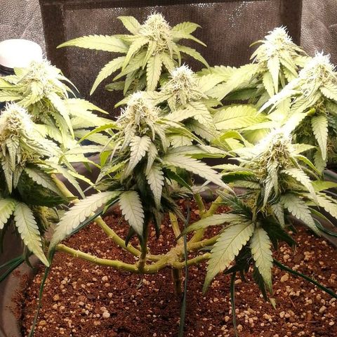 Fat Banana  growlog timeline photo