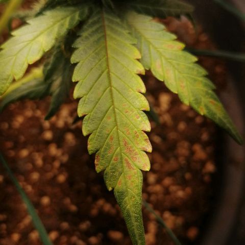 Fat Banana  growlog timeline photo