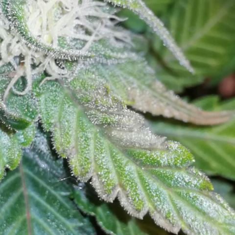 Fat Banana  growlog timeline photo