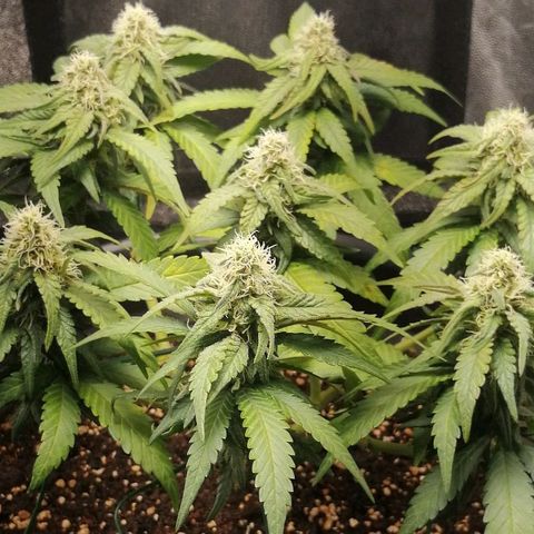 Fat Banana  growlog timeline photo