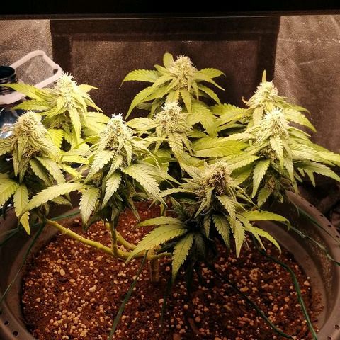 Fat Banana  growlog timeline photo