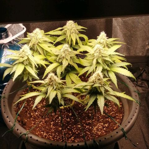Fat Banana  growlog timeline photo