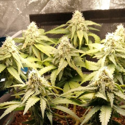 Fat Banana  growlog timeline photo