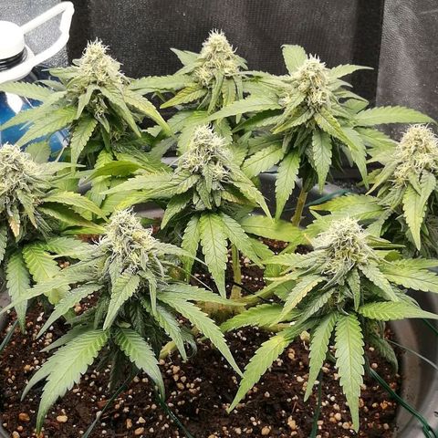 Fat Banana  growlog timeline photo