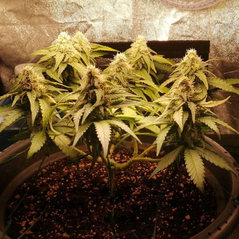 Fat Banana  growlog timeline photo