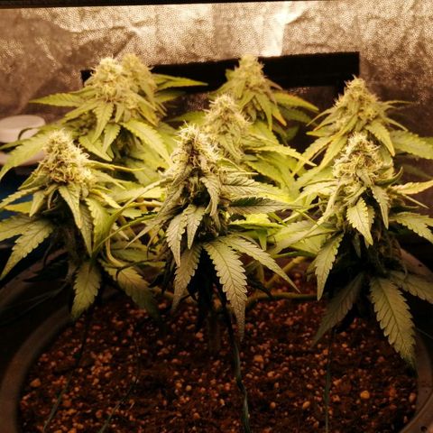 Fat Banana  growlog timeline photo