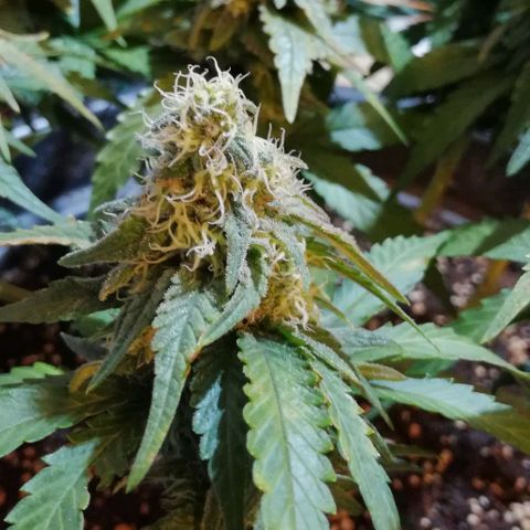 Fat Banana  growlog timeline photo
