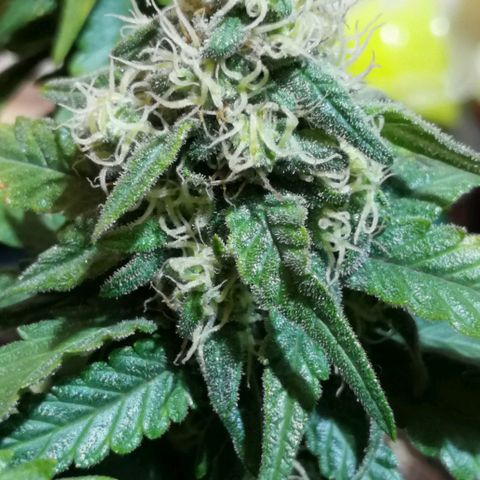 Fat Banana  growlog timeline photo