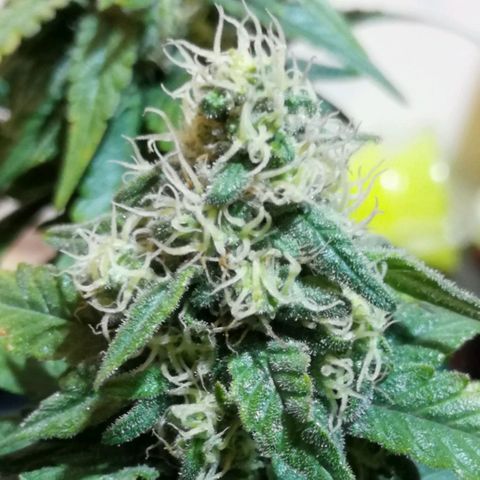 Fat Banana  growlog timeline photo