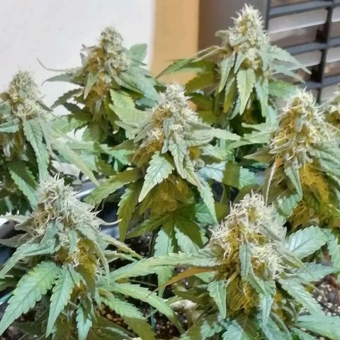 Fat Banana  growlog timeline photo