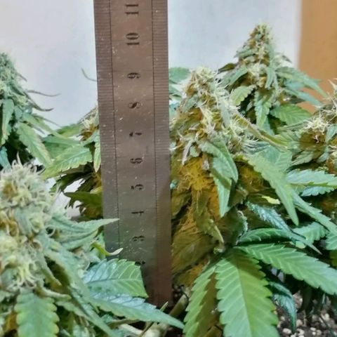 Fat Banana  growlog timeline photo