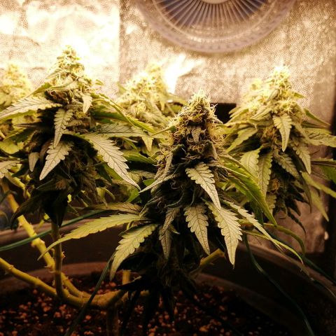 Fat Banana  growlog timeline photo