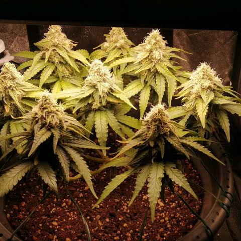 Fat Banana  growlog timeline photo