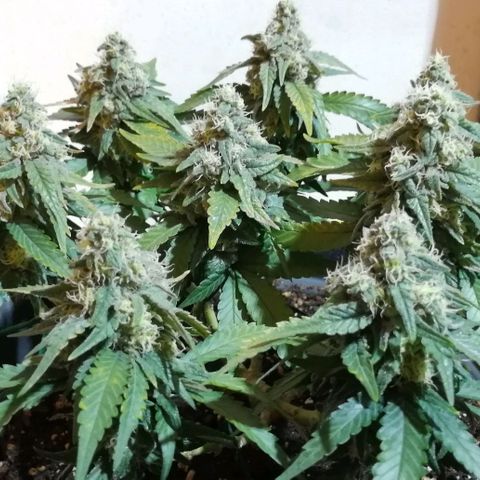 Fat Banana  growlog timeline photo
