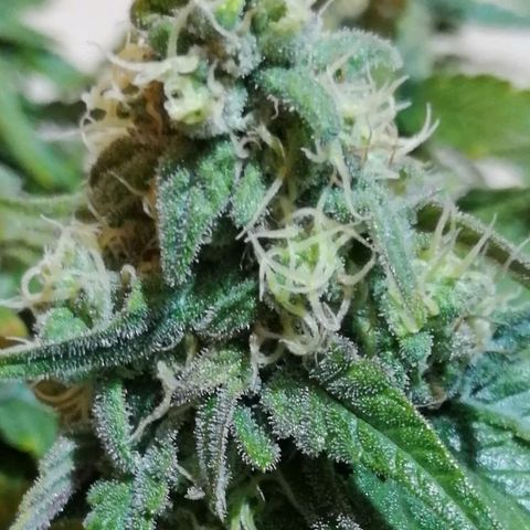 Fat Banana  growlog timeline photo
