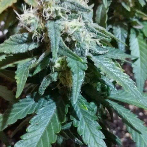 Fat Banana  growlog timeline photo