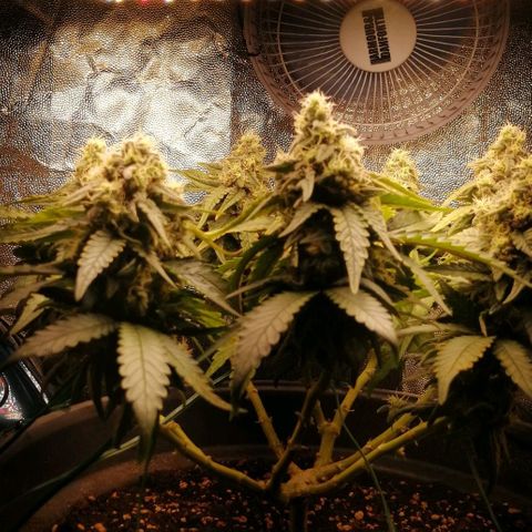 Fat Banana  growlog timeline photo