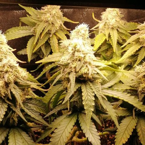 Fat Banana  growlog timeline photo