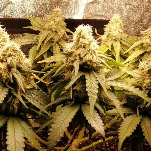Fat Banana  growlog timeline photo