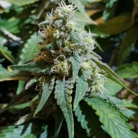 Fat Banana  growlog timeline photo