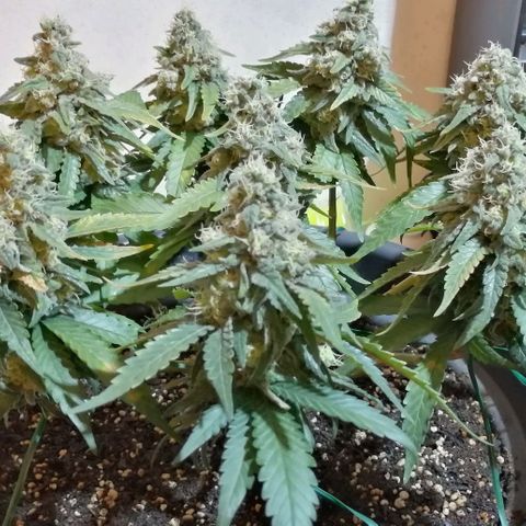Fat Banana  growlog timeline photo