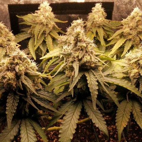 Fat Banana  growlog timeline photo