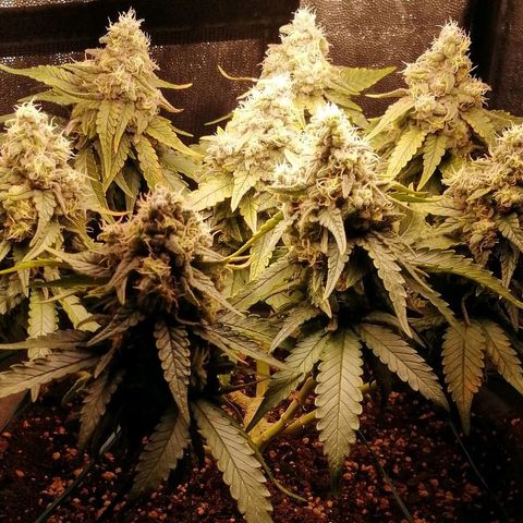 Fat Banana  growlog timeline photo