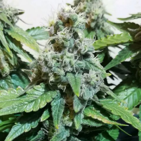 Fat Banana  growlog timeline photo