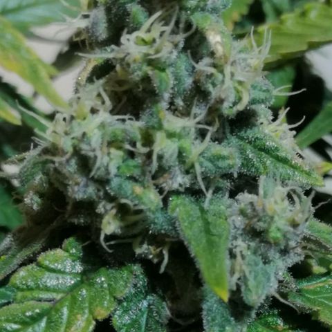 Fat Banana  growlog timeline photo
