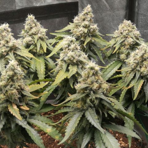 Fat Banana  growlog timeline photo