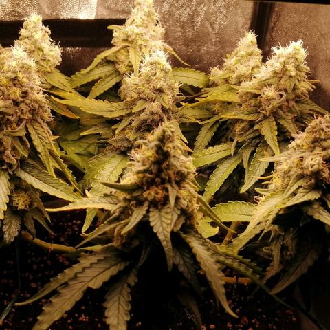 Fat Banana  growlog timeline photo