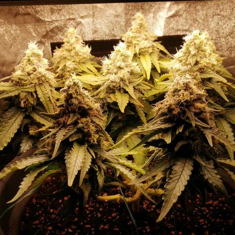 Fat Banana  growlog timeline photo